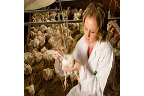 UoA Vet 2_320x320
